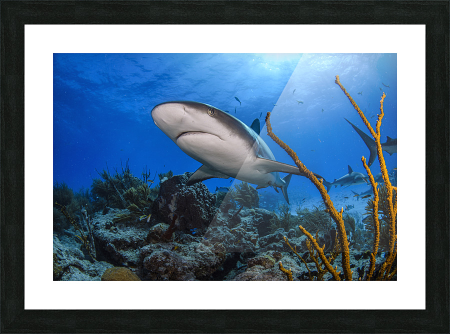 The Pass Picture Frame print
