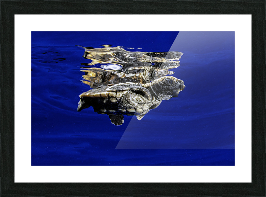 First Swim Picture Frame print