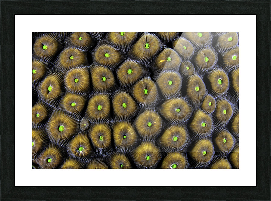 Candy Picture Frame print