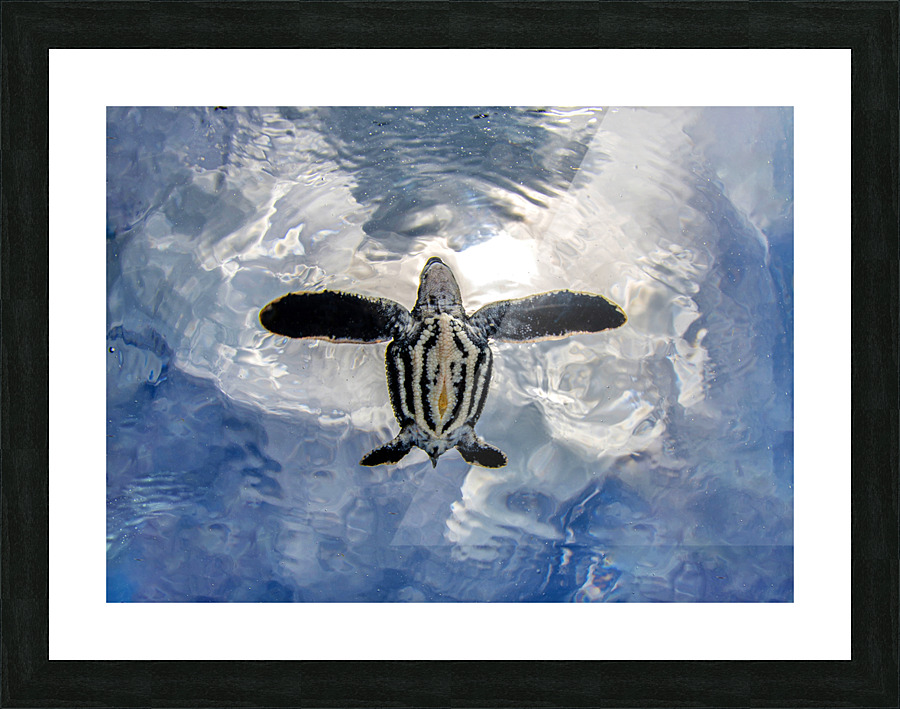Spread Out Picture Frame print