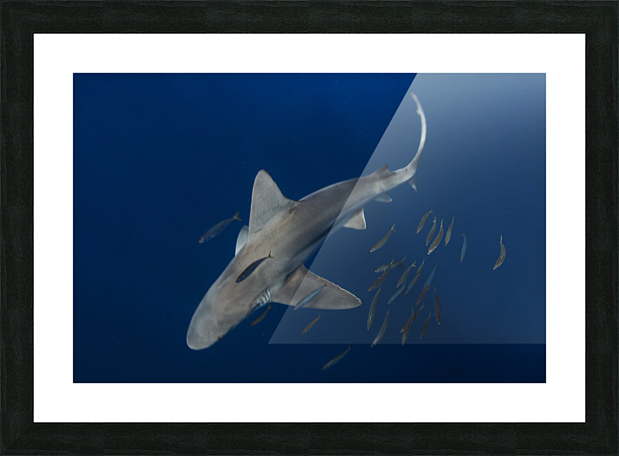 The Diag Picture Frame print