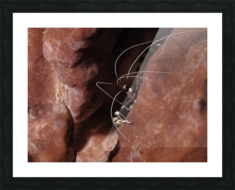 CreepN Picture Frame print