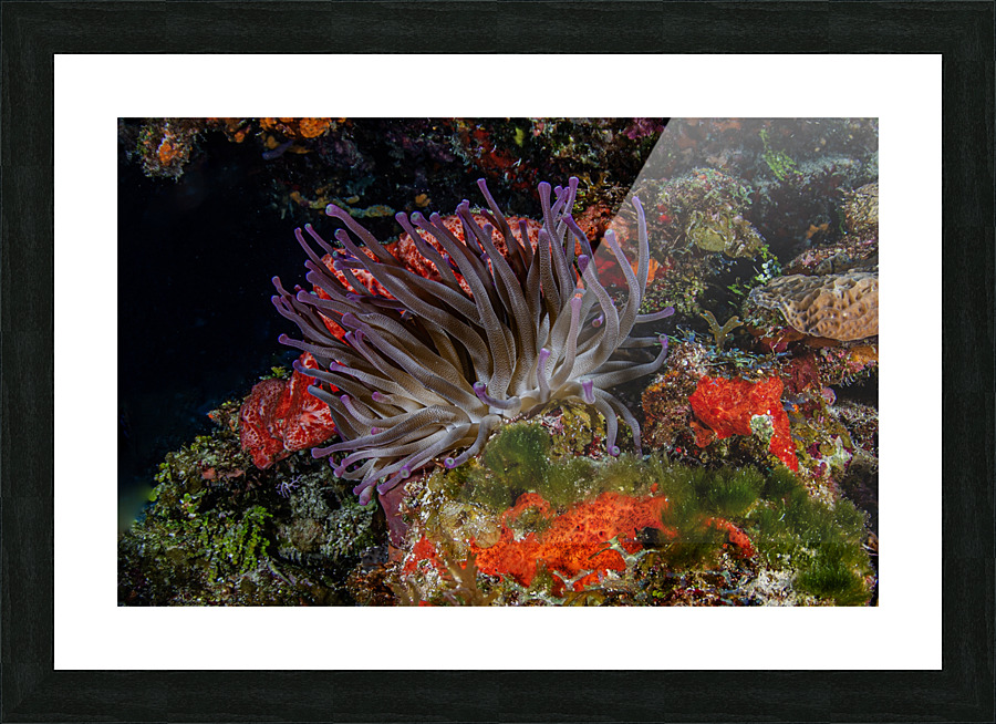 Feelie Picture Frame print