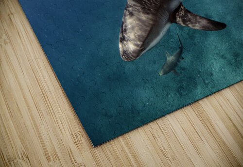Surfs Up steven anderson puzzle