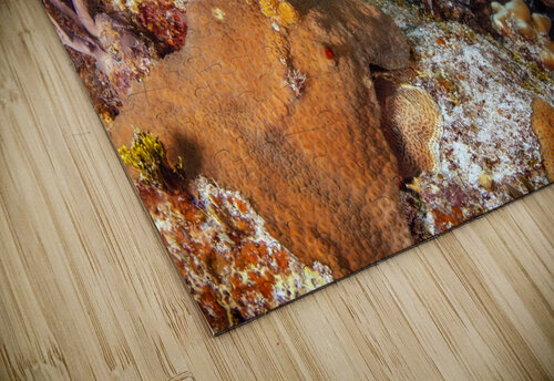 Under Cover steven anderson puzzle