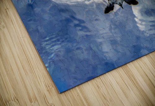 Spread Out steven anderson puzzle