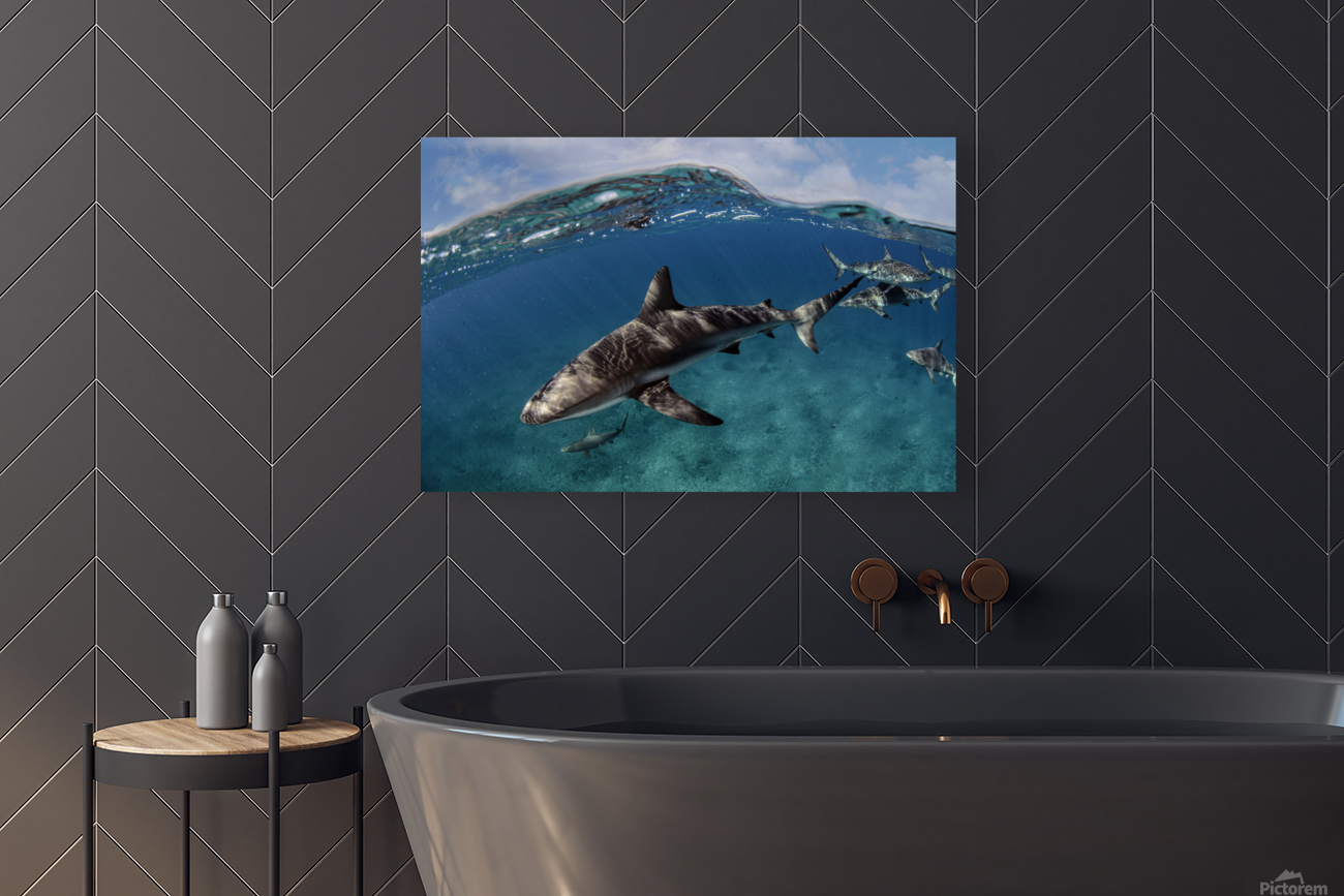 Surfs Up Reproduction