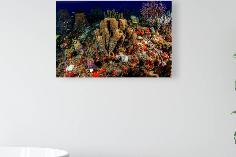 Life on the Reef by steven anderson