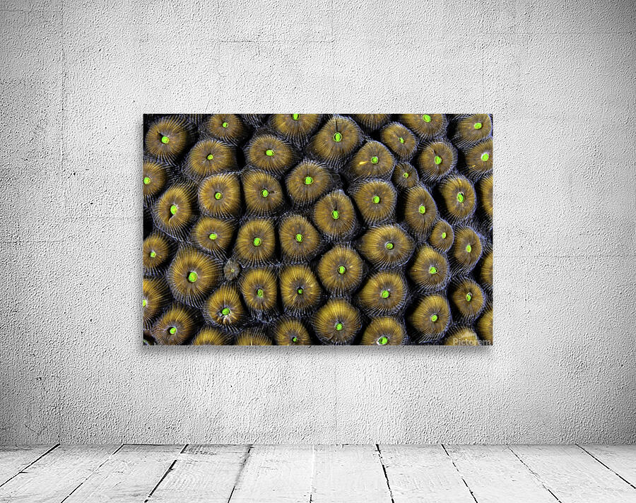 Candy Wall Preview