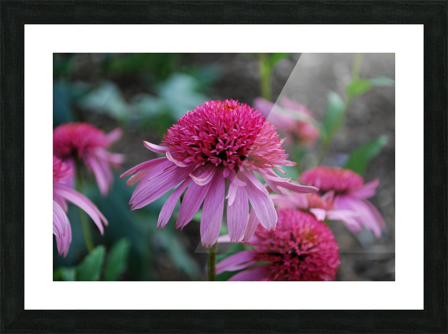 Cone Flower Picture Frame print