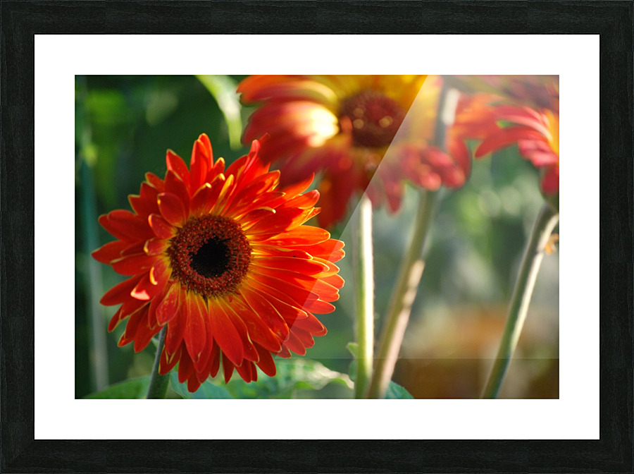 Flower-Gerbera Picture Frame print
