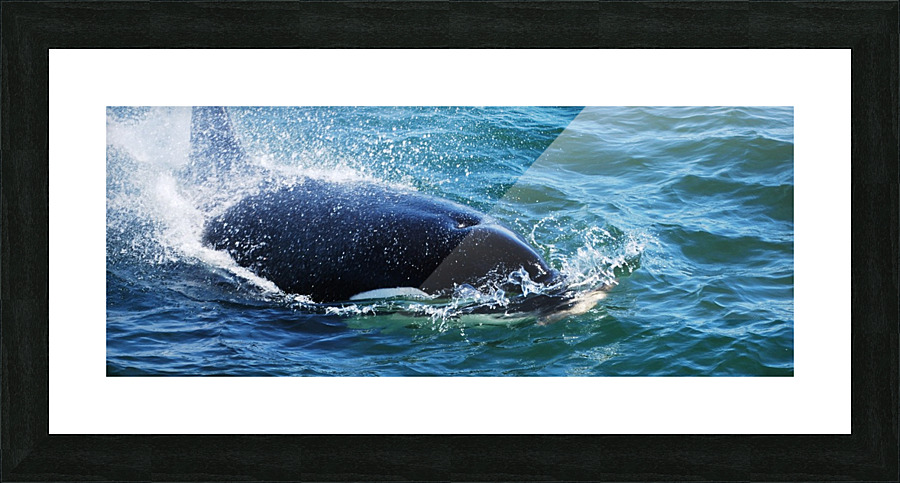 In Motion - Orca Picture Frame print