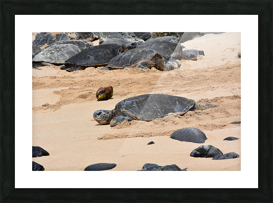 Sea Turtle Picture Frame print