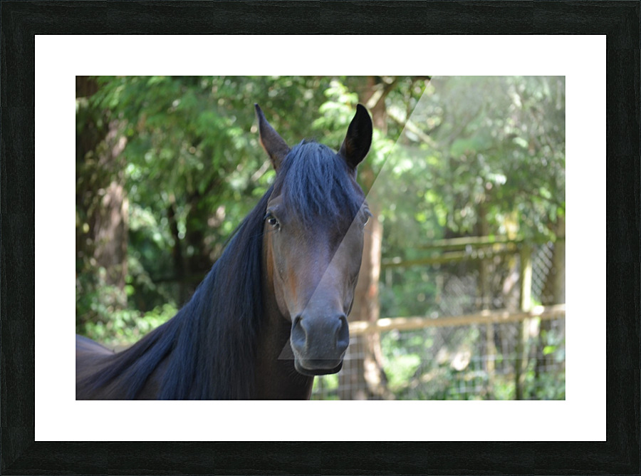 Horse - Gaze Picture Frame print