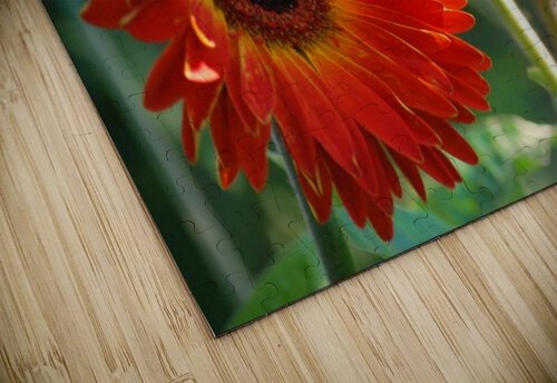 Flower-Gerbera Lynn Prudhomme Mills puzzle