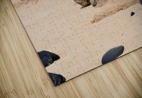 Sea Turtle Lynn Prudhomme Mills puzzle