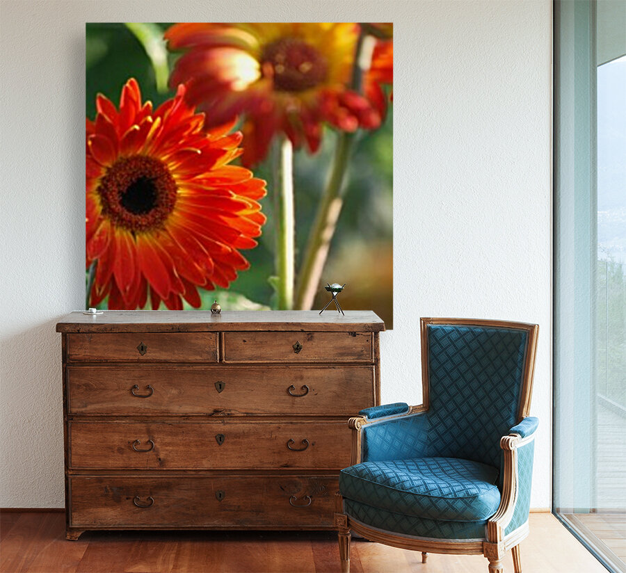 Flower-Gerbera Reproduction