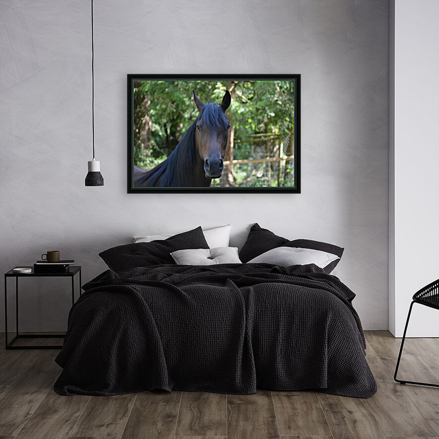 Horse - Gaze Reproduction