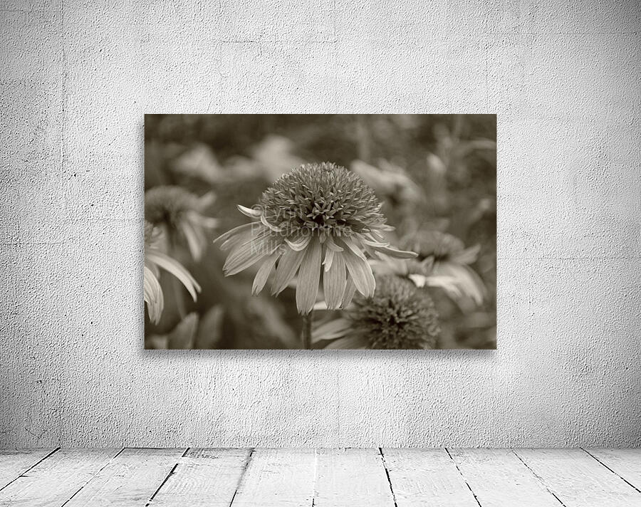 Cone flower Wall Preview