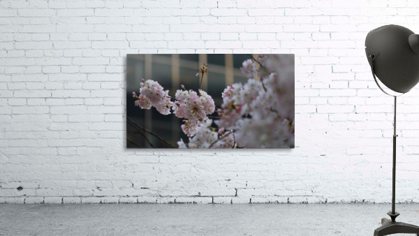 Pink Cherry Tree Wall Preview