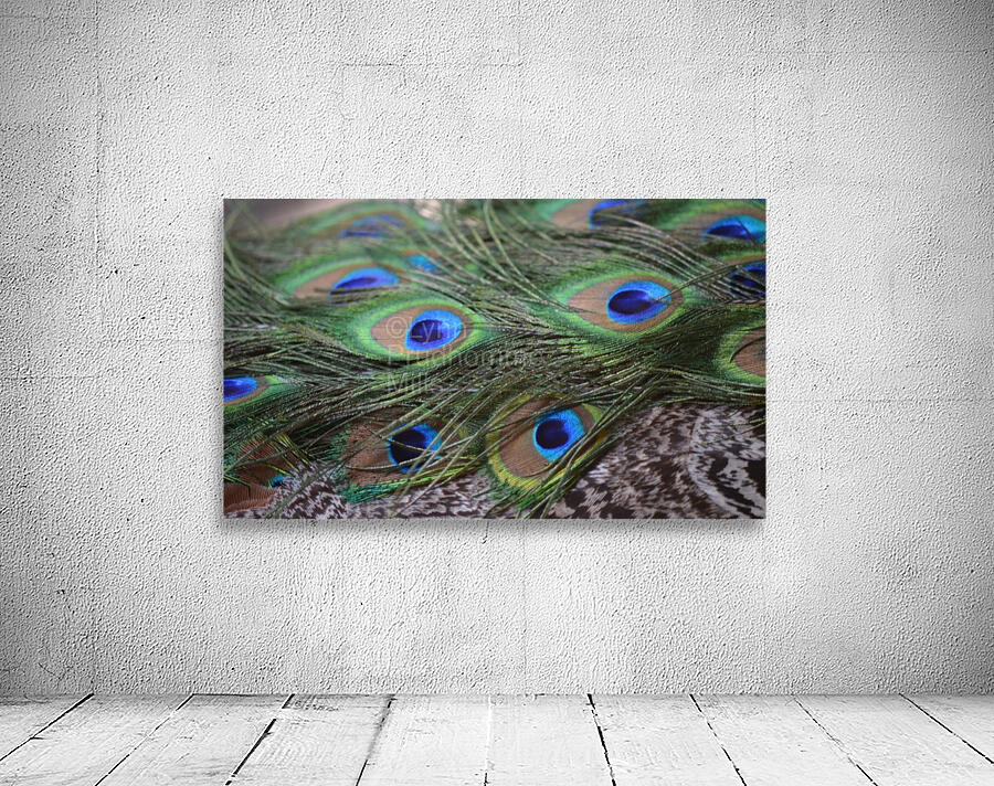 Peacock Feathers Wall Preview