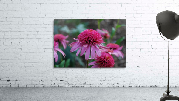 Cone Flower Wall Preview
