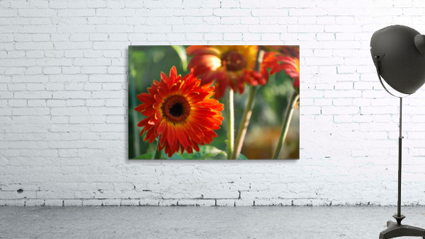 Flower-Gerbera Wall Preview