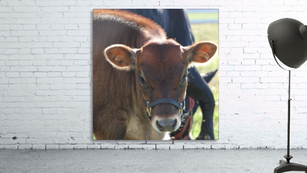 Calf Wall Preview
