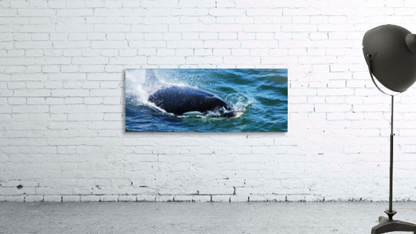 In Motion - Orca Wall Preview