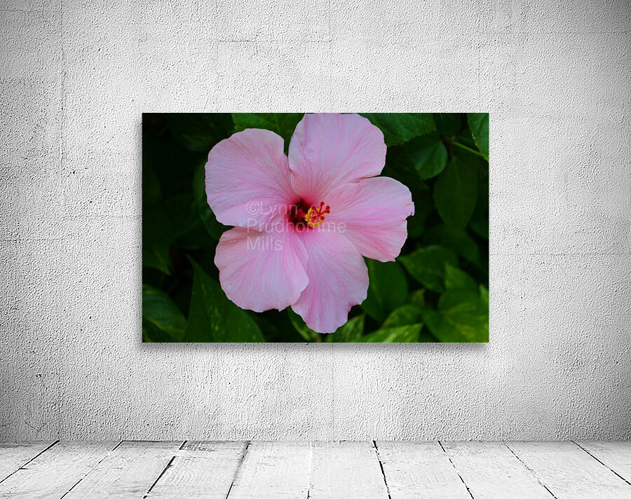 Flower hybiscus Wall Preview