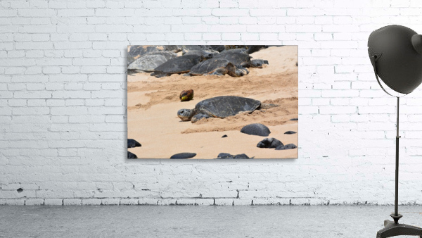 Sea Turtle Wall Preview