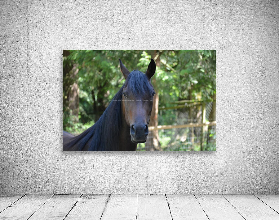 Horse - Gaze Wall Preview