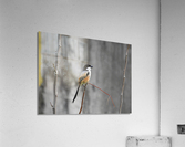 Long-tailed Shrike Acrylic Print