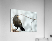 Crested Myna Acrylic Print