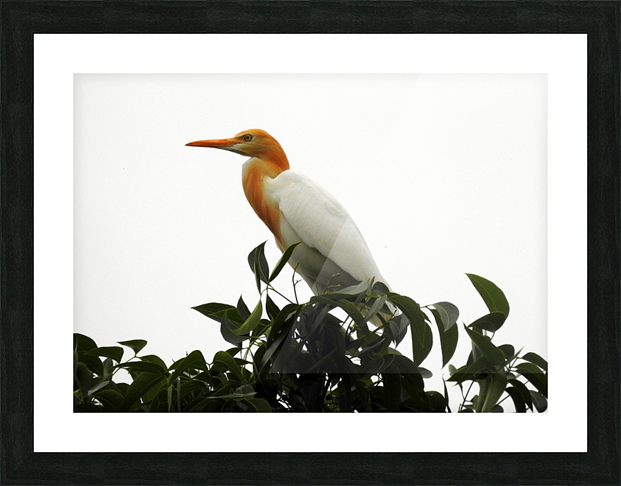 Eastern Cattle Egret Picture Frame print