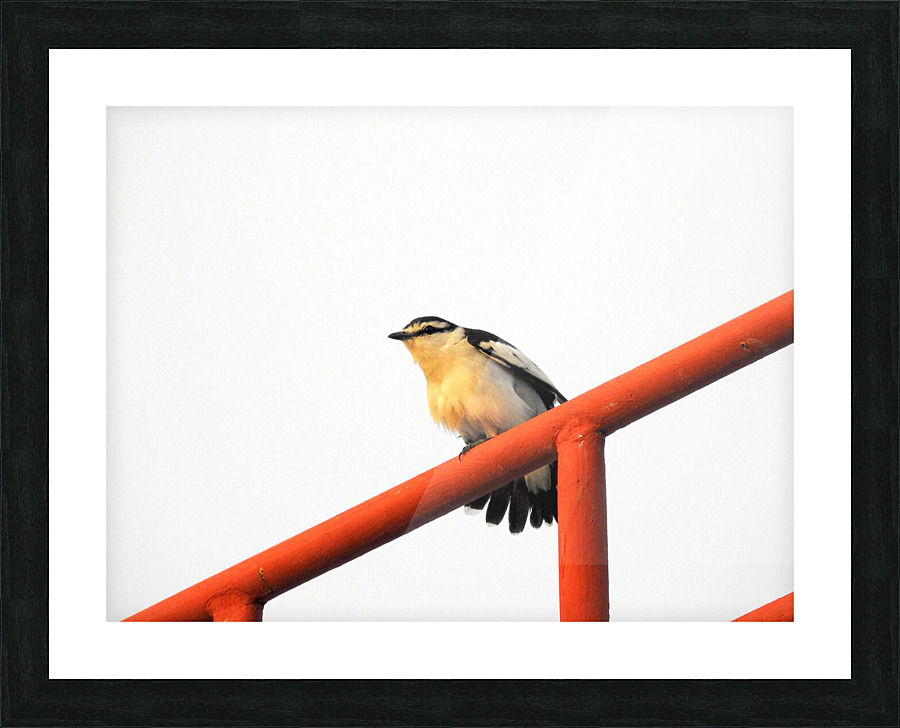 Pied Triller Picture Frame print