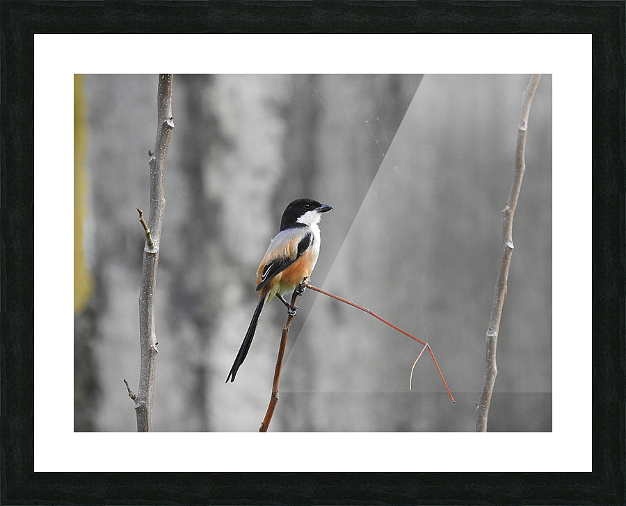 Long-tailed Shrike Picture Frame print