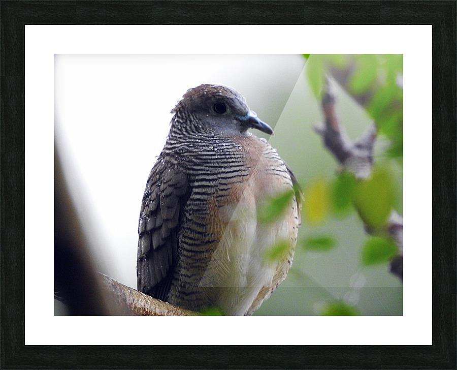 Zebra Dove Picture Frame print