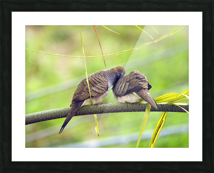 Zebra Doves Picture Frame print