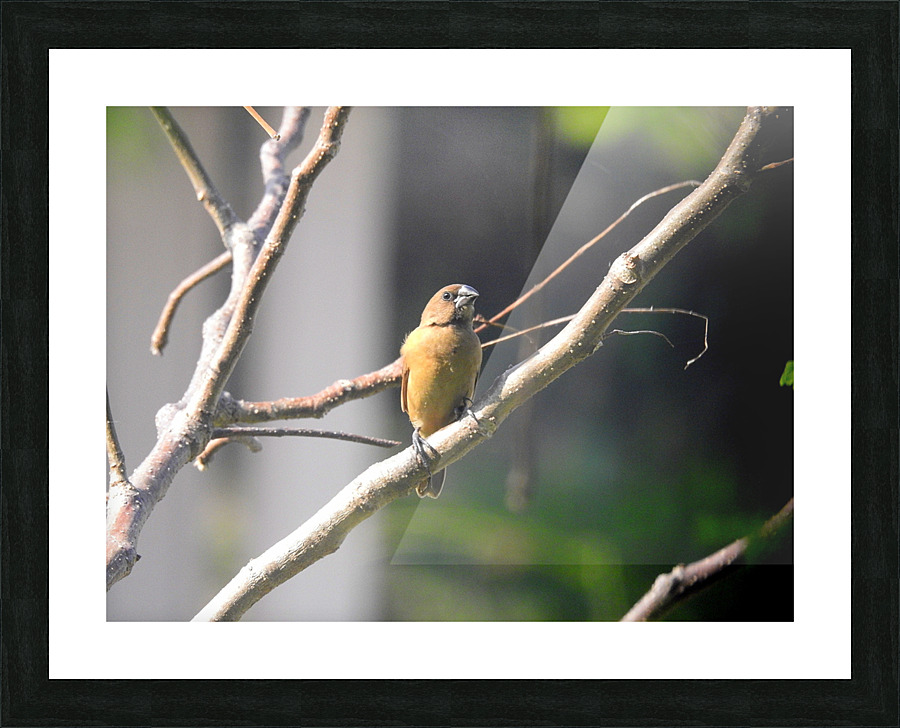 Chestnut Munia Picture Frame print