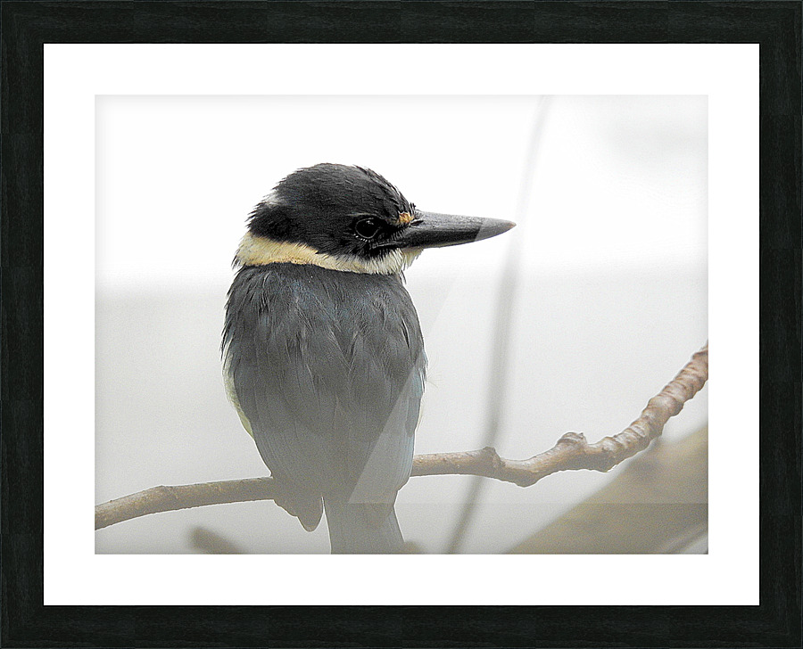 Collared kingfisher Picture Frame print