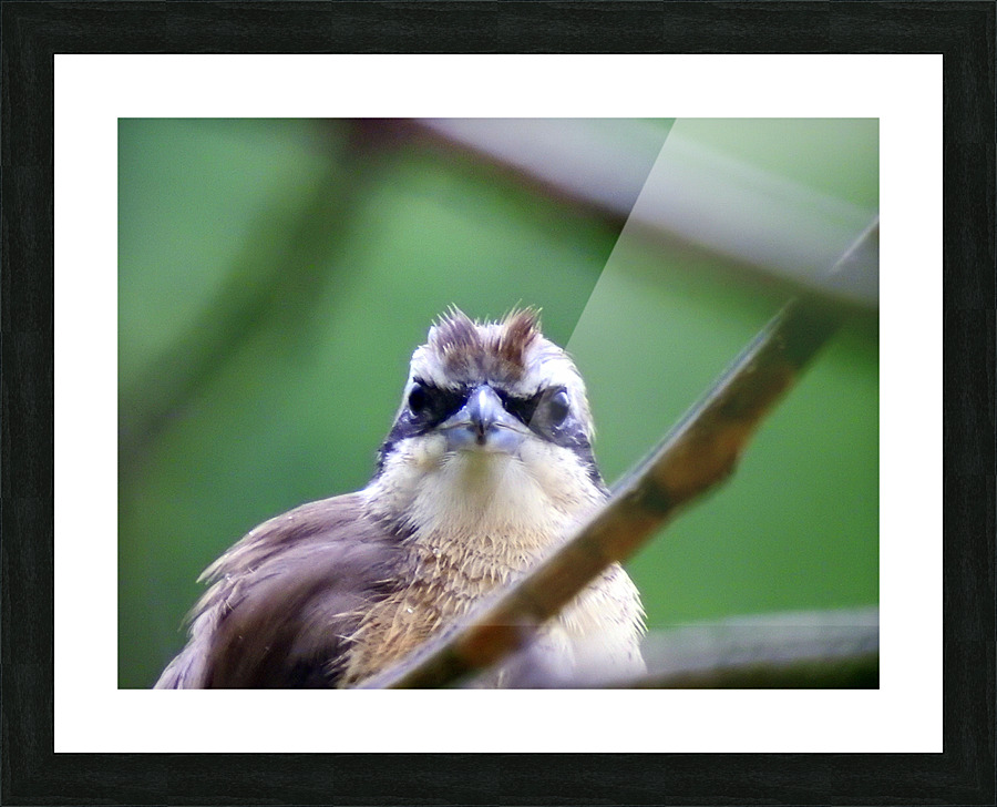 Yellow-vented Bulbul Picture Frame print