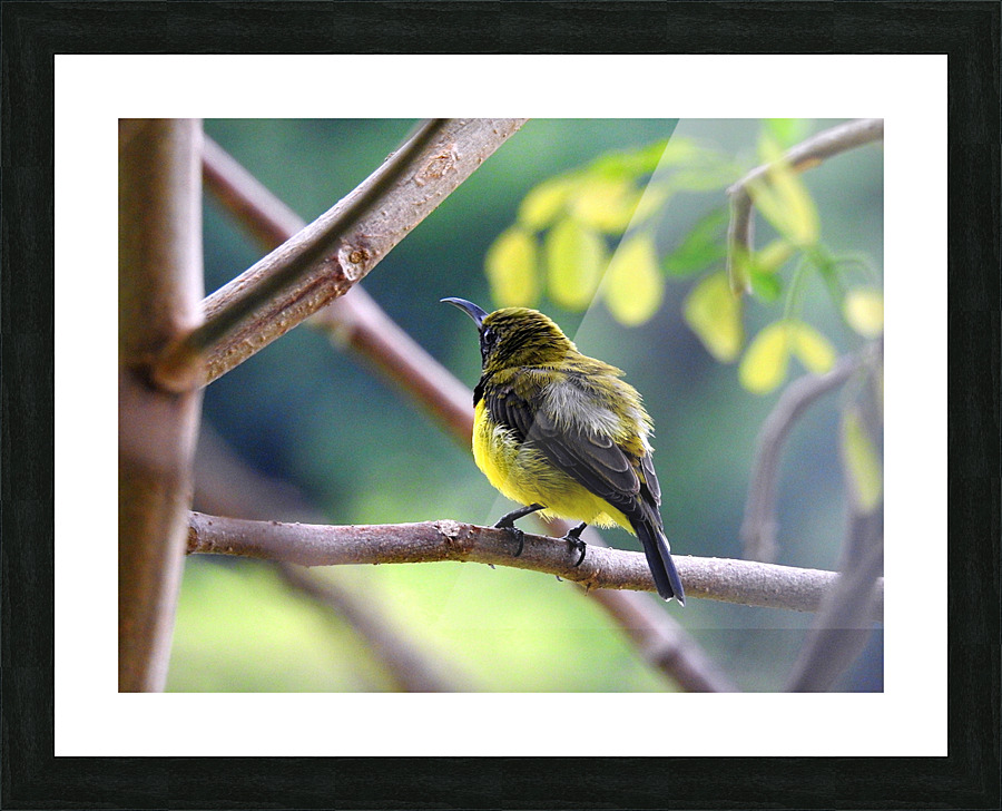 Olive-backed Sunbird Picture Frame print