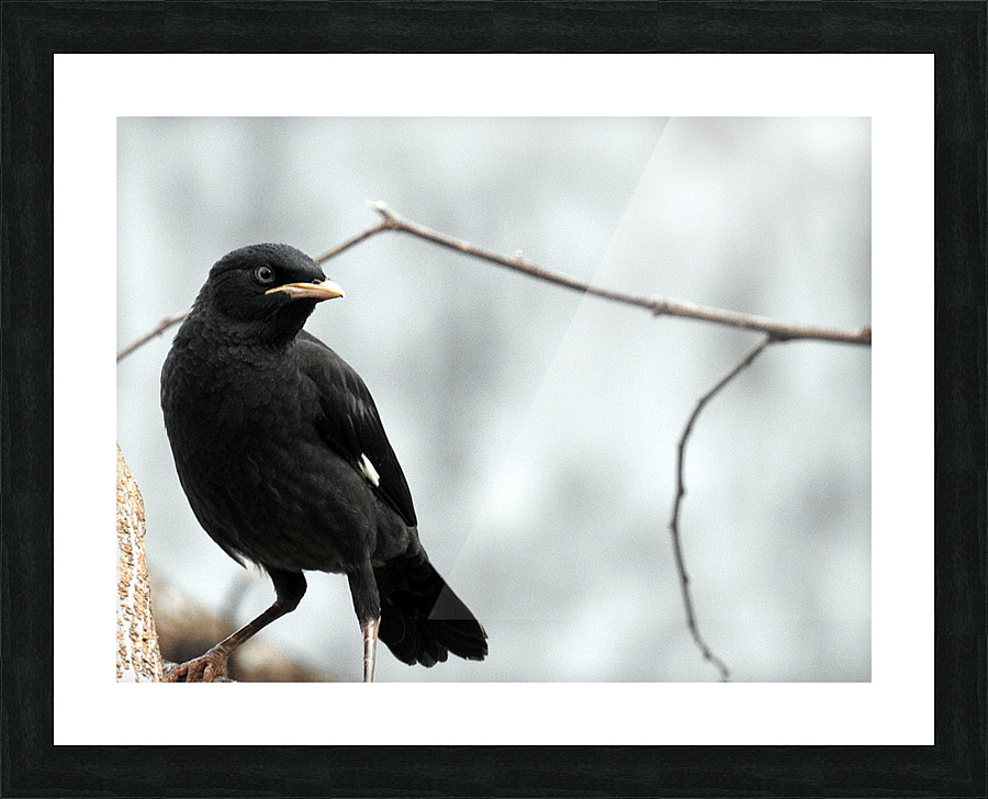 Crested Myna Picture Frame print