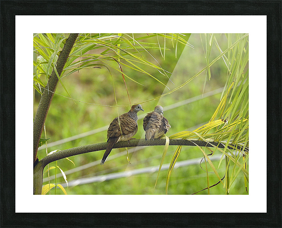 Zebra Dove Picture Frame print