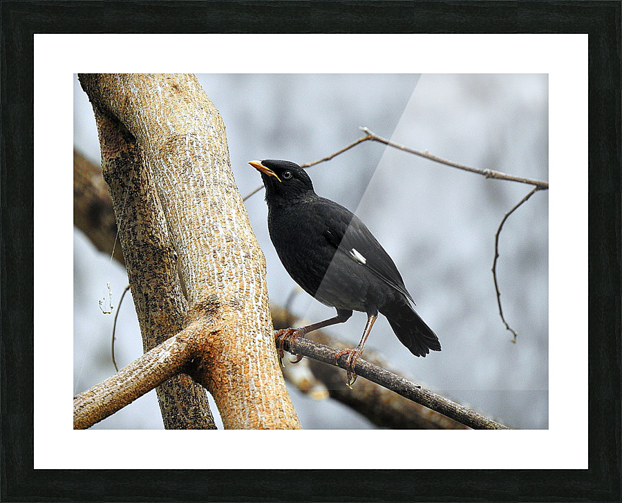 Crested Myna Picture Frame print