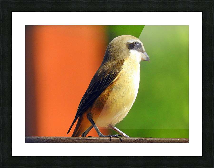 Brown Shrike Picture Frame print