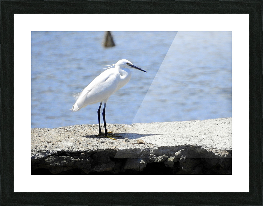 Little Egret Picture Frame print