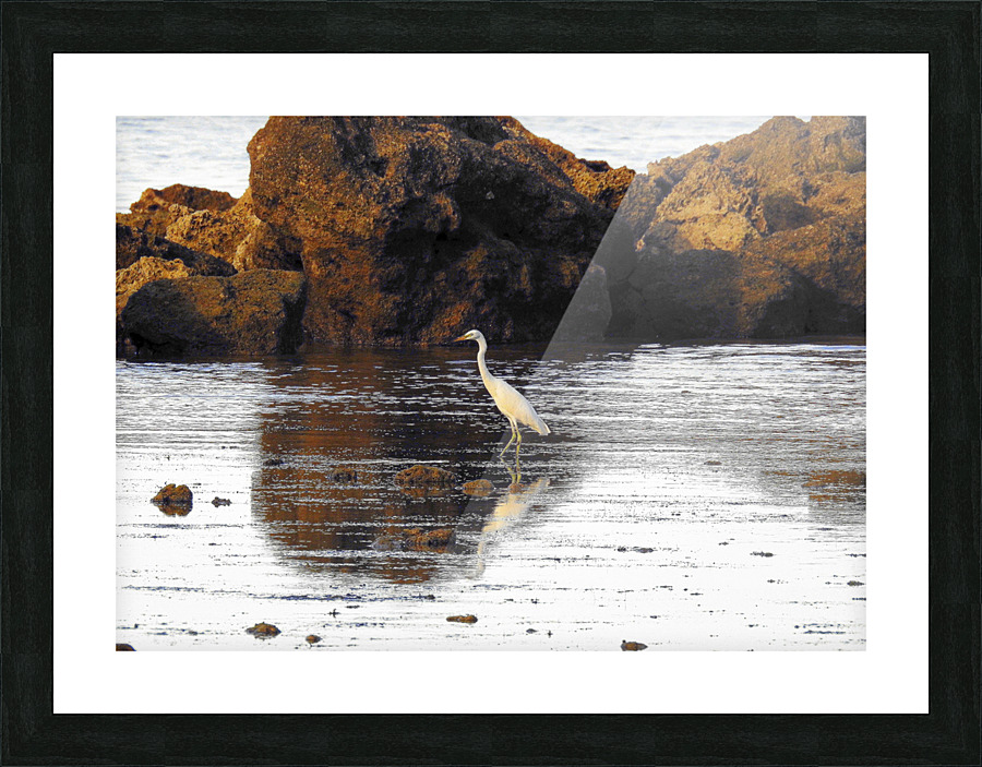 Eastern Cattle Egret Picture Frame print