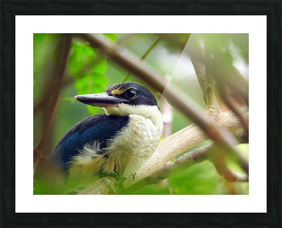 Collared Kingfisher Picture Frame print